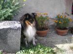248-0-sheltie.jpg