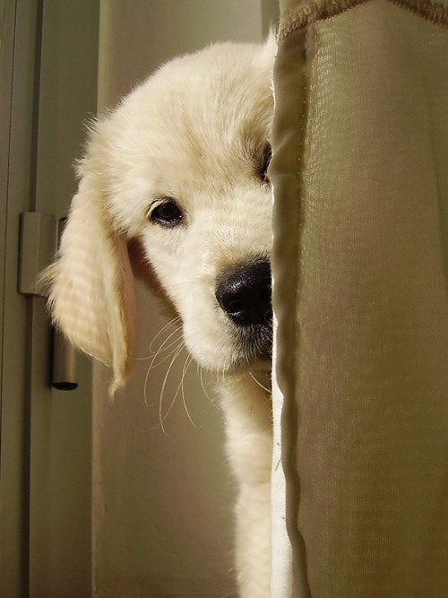 A_Golden_Puppy_by_golden86.jpg