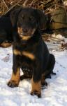 243-0-beauceron-tez-francouzsky-ovcacky-pes-beaucky-ovcak.jpg